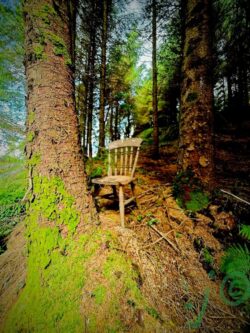 "A Woodland Mystery" In this image, an old, weathered wooden chair is placed incongruously in the middle of a dense, moss-covered forest. The chair, partially buried in pine needles and surrounded by fallen branches and undergrowth, seems out of place among the tall, closely-packed evergreen trees. Sunlight filters through the canopy above, casting dappled light on the forest floor, while bright green moss climbs the trunks of the trees, creating a vivid contrast against the darker, earthy tones. The scene evokes a sense of mystery and curiosity, as if the chair is a forgotten relic or part of a hidden woodland story.