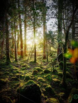 Sunlight on Cool Mountain